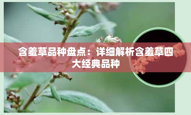 含羞草品种盘点：详细解析含羞草四大经典品种