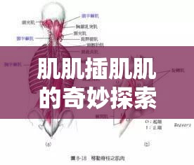 肌肌插肌肌的奇妙探索之旅：深入解读其内涵与意义