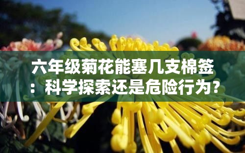 六年级菊花能塞几支棉签：科学探索还是危险行为？