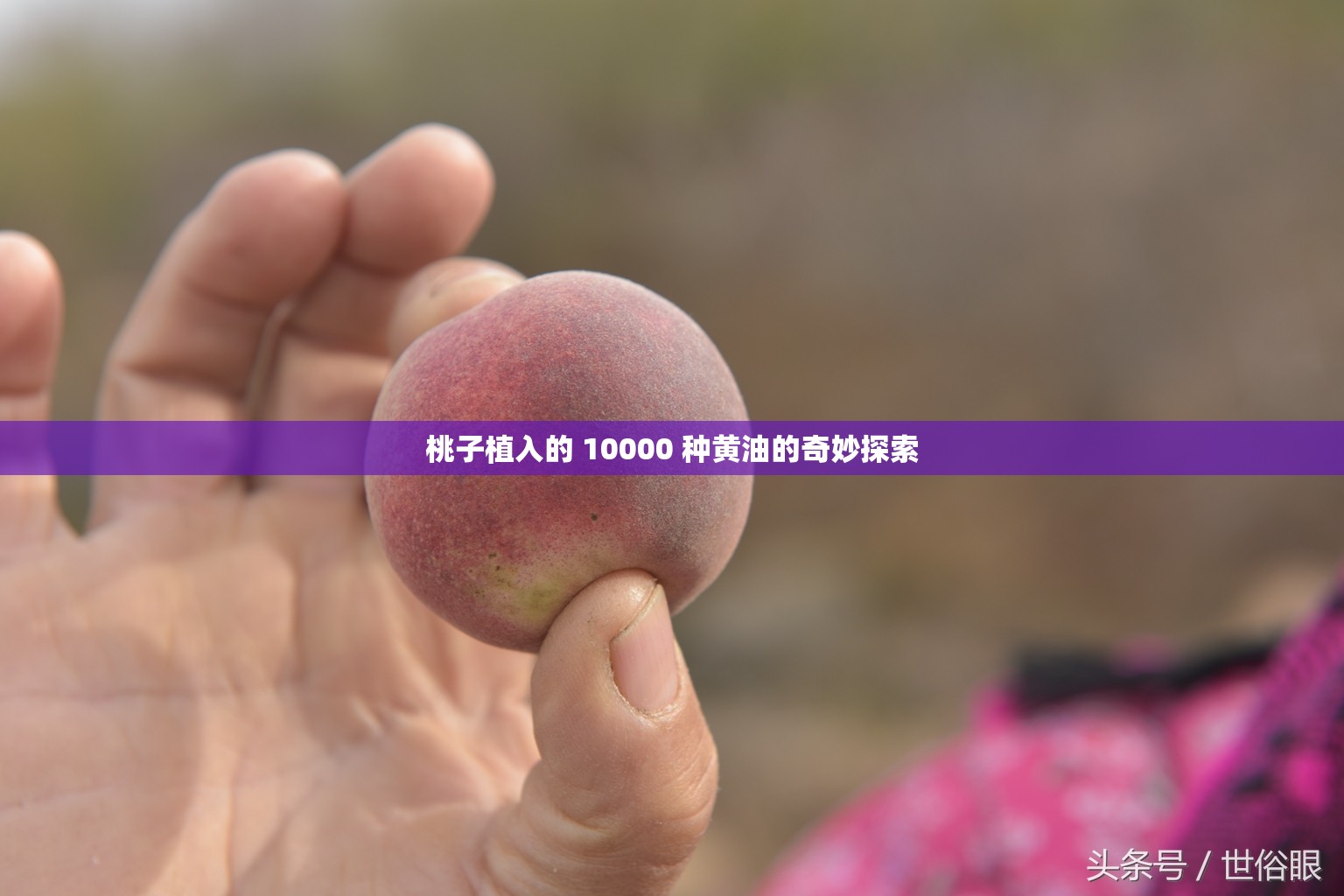 桃子植入的 10000 种黄油的奇妙探索