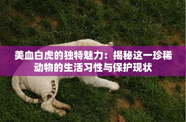 美血白虎的独特魅力：揭秘这一珍稀动物的生活习性与保护现状