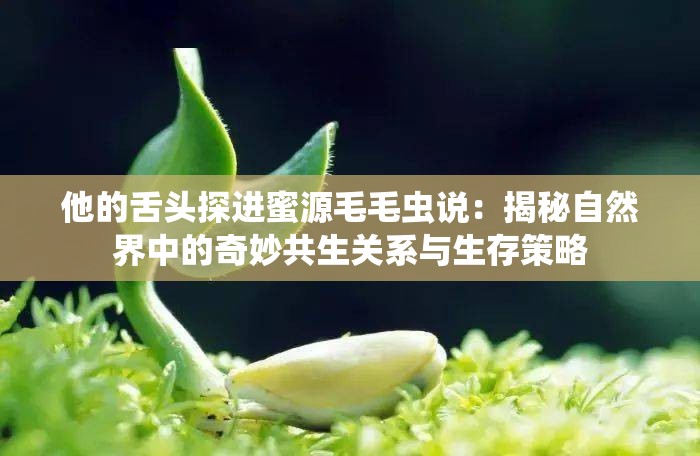 他的舌头探进蜜源毛毛虫说：揭秘自然界中的奇妙共生关系与生存策略