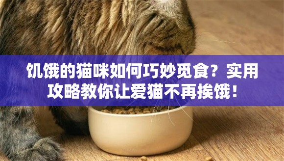 饥饿的猫咪如何巧妙觅食？实用攻略教你让爱猫不再挨饿！