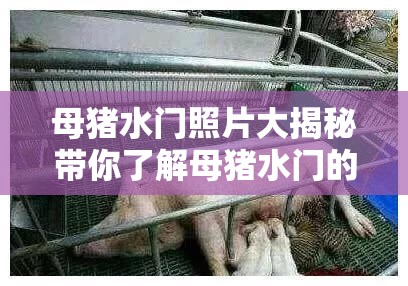 母猪水门照片大揭秘带你了解母猪水门的真实模样及相关特征请注意，展示这类照片可能涉及到不适当或不文明的内容，在实际应用中需谨慎考虑其合理性和必要性