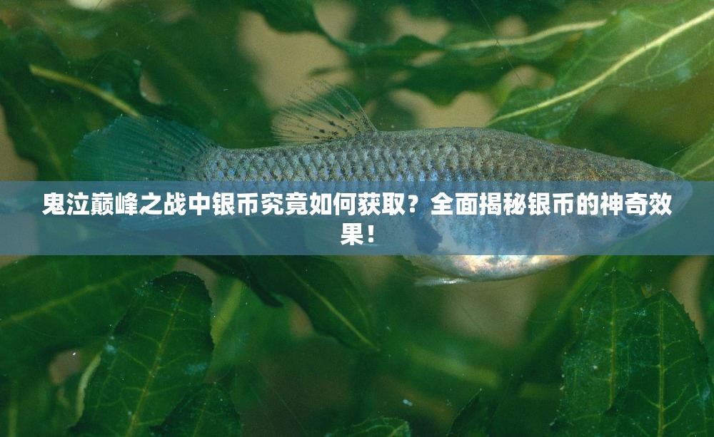 鬼泣巅峰之战中银币究竟如何获取？全面揭秘银币的神奇效果！