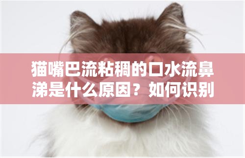 猫嘴巴流粘稠的口水流鼻涕是什么原因？如何识别和治疗猫咪的异常症状？