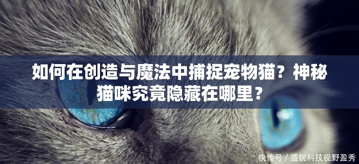 如何在创造与魔法中捕捉宠物猫？神秘猫咪究竟隐藏在哪里？